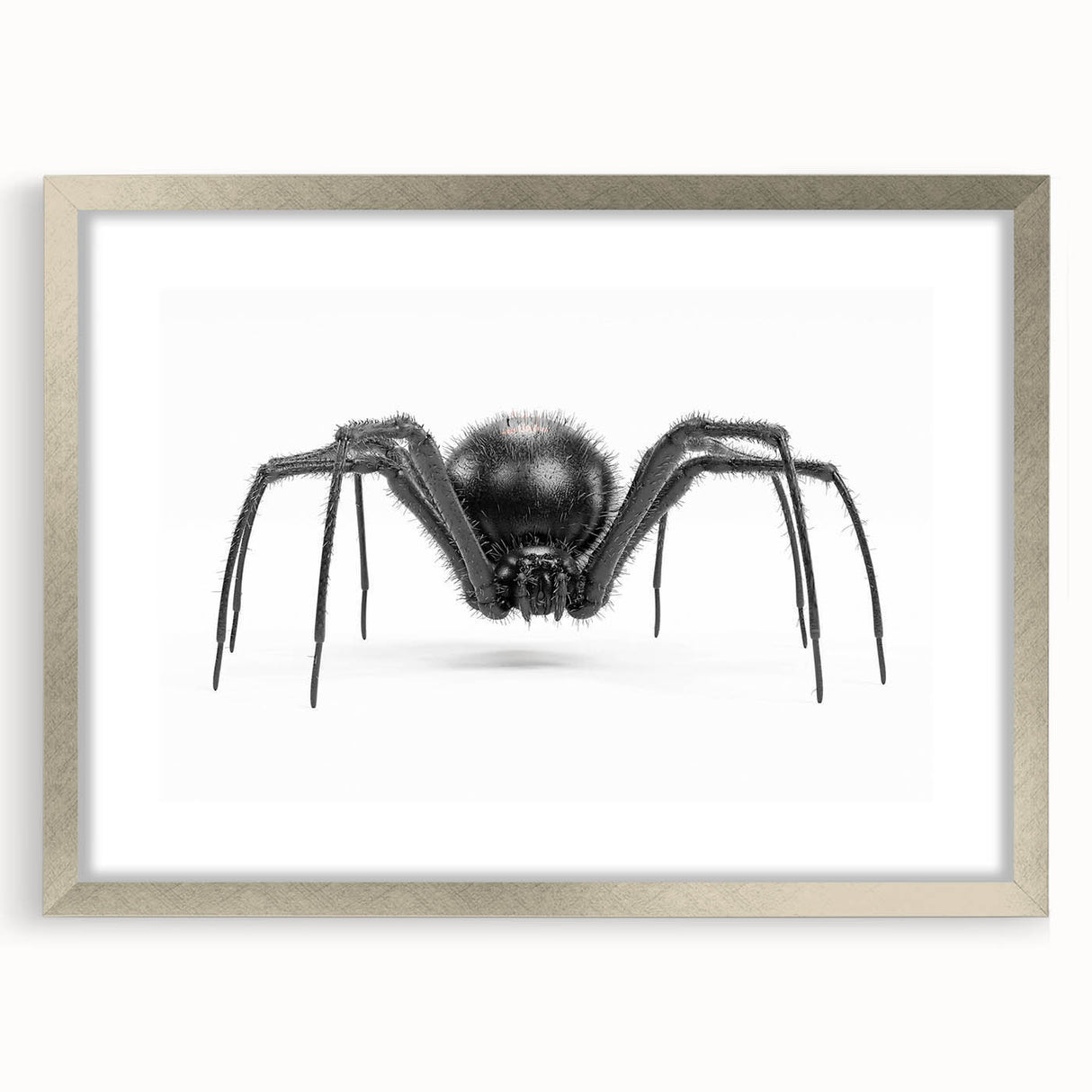 Framed wall art collection featuring intricate insect and arachnid spider designs in silver matting, ideal for nature enthusiasts and modern decor.