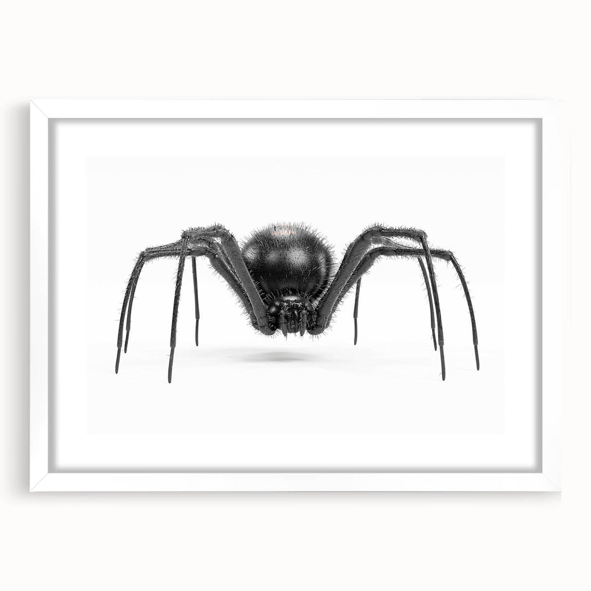 Framed wall art collection showcasing a striking insect and arachnid spider design, featuring a white mat and sleek frame, ideal for nature-themed decor.