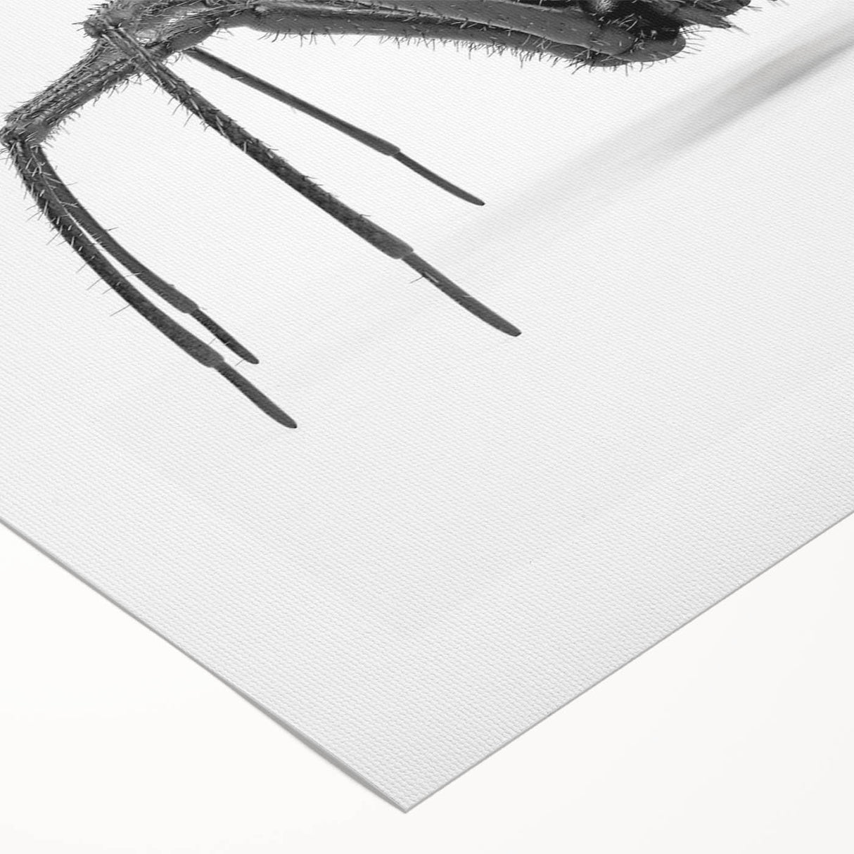 Colorful rolled canvas wall art featuring intricate insect and arachnid spider designs, perfect for nature enthusiasts, packaged securely for easy display.