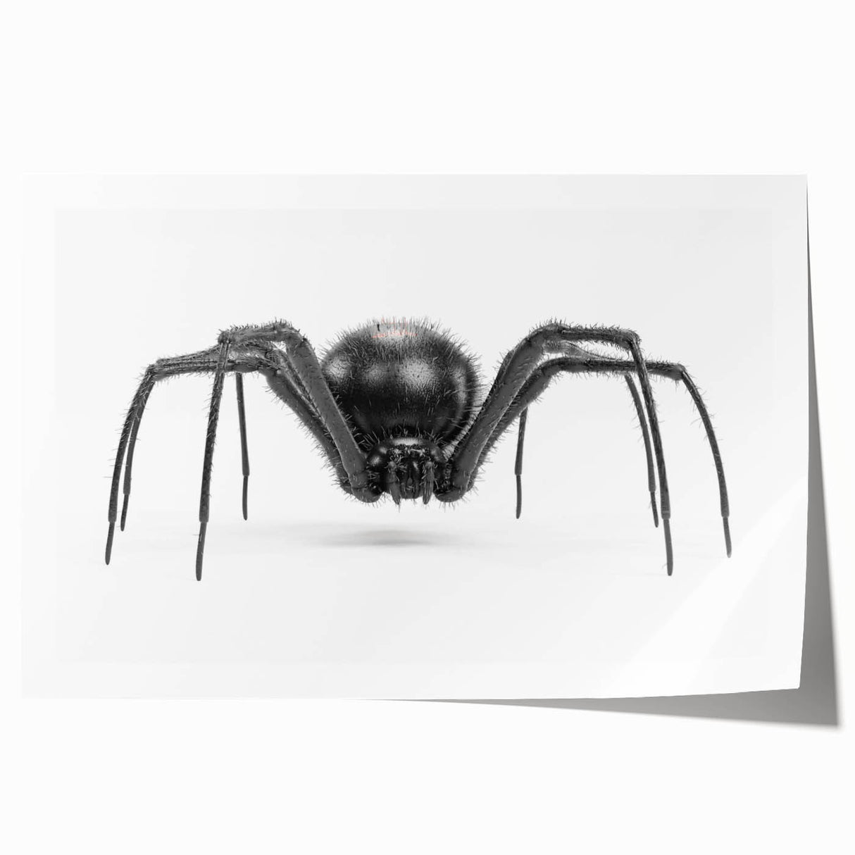 Intricate insect and arachnid wall art design featuring various spider illustrations on a rolled print, showcasing detailed linework and vibrant colors, perfect for nature enthusiasts.