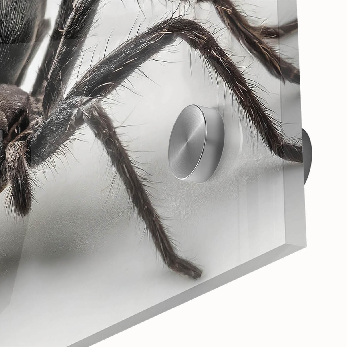 Close-up of an artistic wall art design showcasing a vibrant spider and insect motif, printed on acrylic glass, perfect for modern decor and nature enthusiasts.