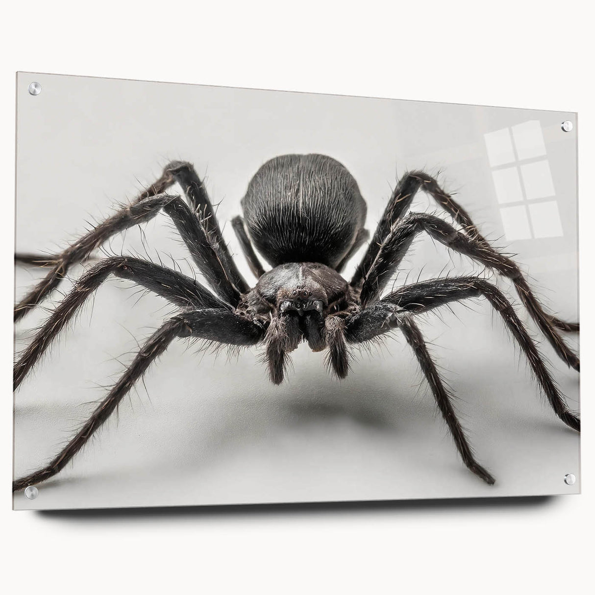 Acrylic wall art display showcasing a detailed insect and arachnid spider design, arranged in a side view with decorative pins. The vibrant colors and intricate patterns enhance any modern decor.