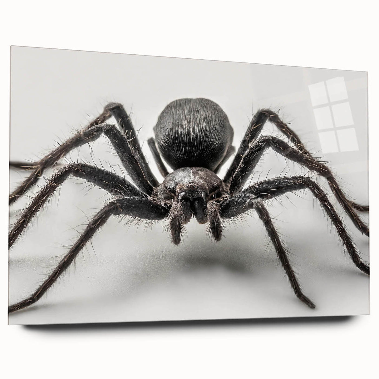 Acrylic glass wall art display featuring a detailed insect and arachnid spider design, showcasing vibrant colors and intricate patterns, ideal for modern decor.