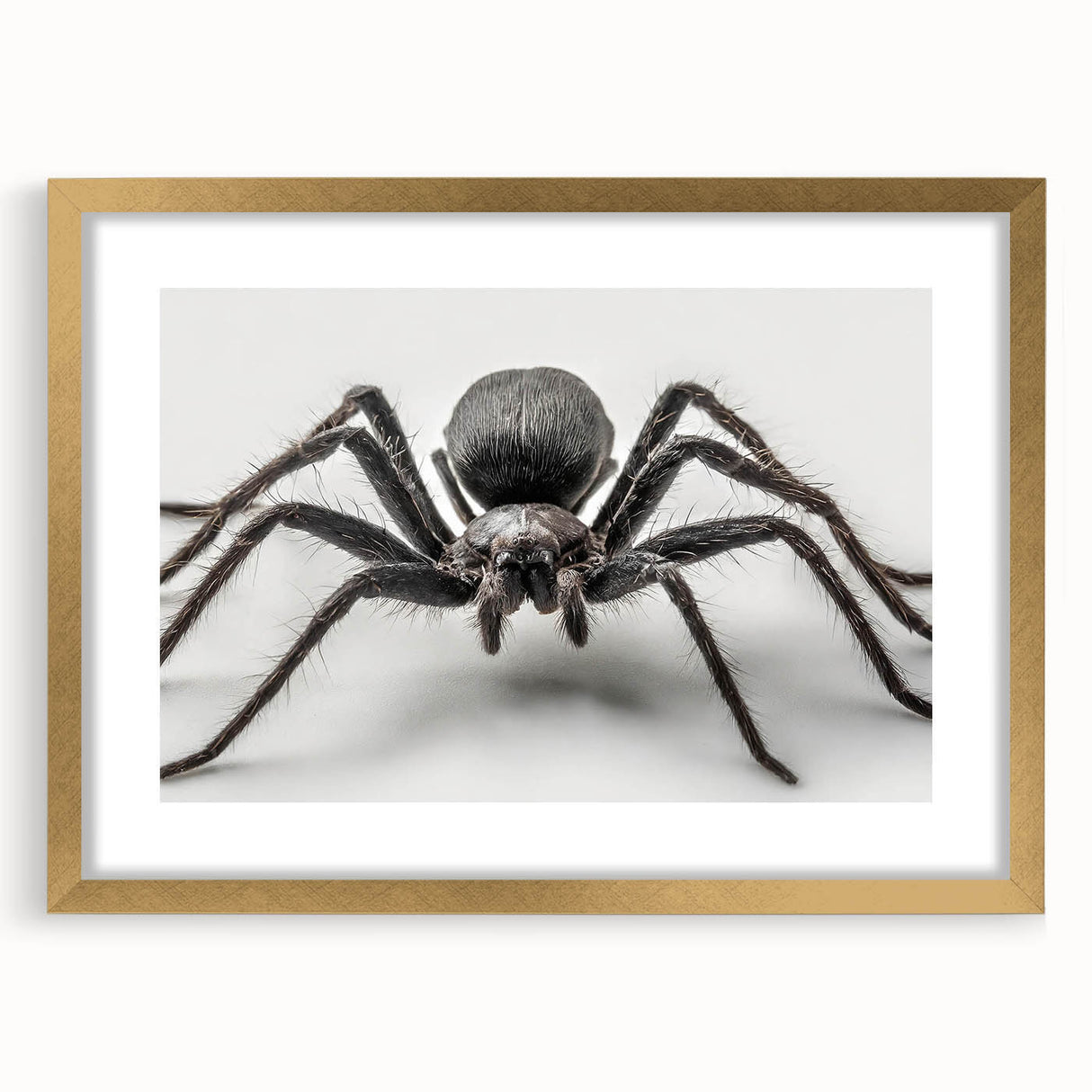 Framed wall art collection showcasing intricate insect and arachnid spider designs, featuring a gold mat and elegant frame, perfect for nature-inspired decor.