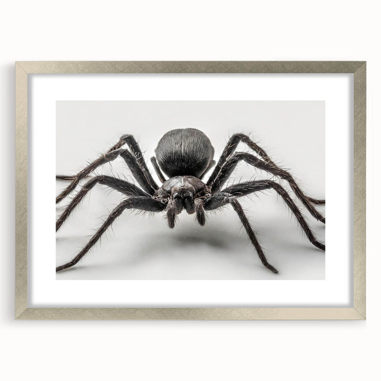 Silver-framed wall art collection featuring detailed insect and arachnid spider designs, displayed with a mat for an elegant presentation, perfect for nature enthusiasts.