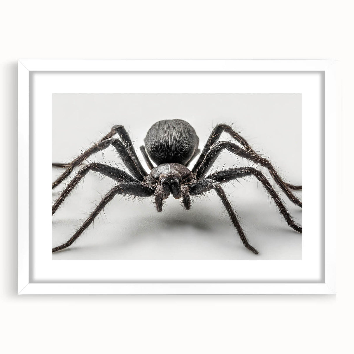 Wall art collection showcasing an intricate insect and arachnid spider design framed with a white mat, perfect for adding a unique touch to home decor.