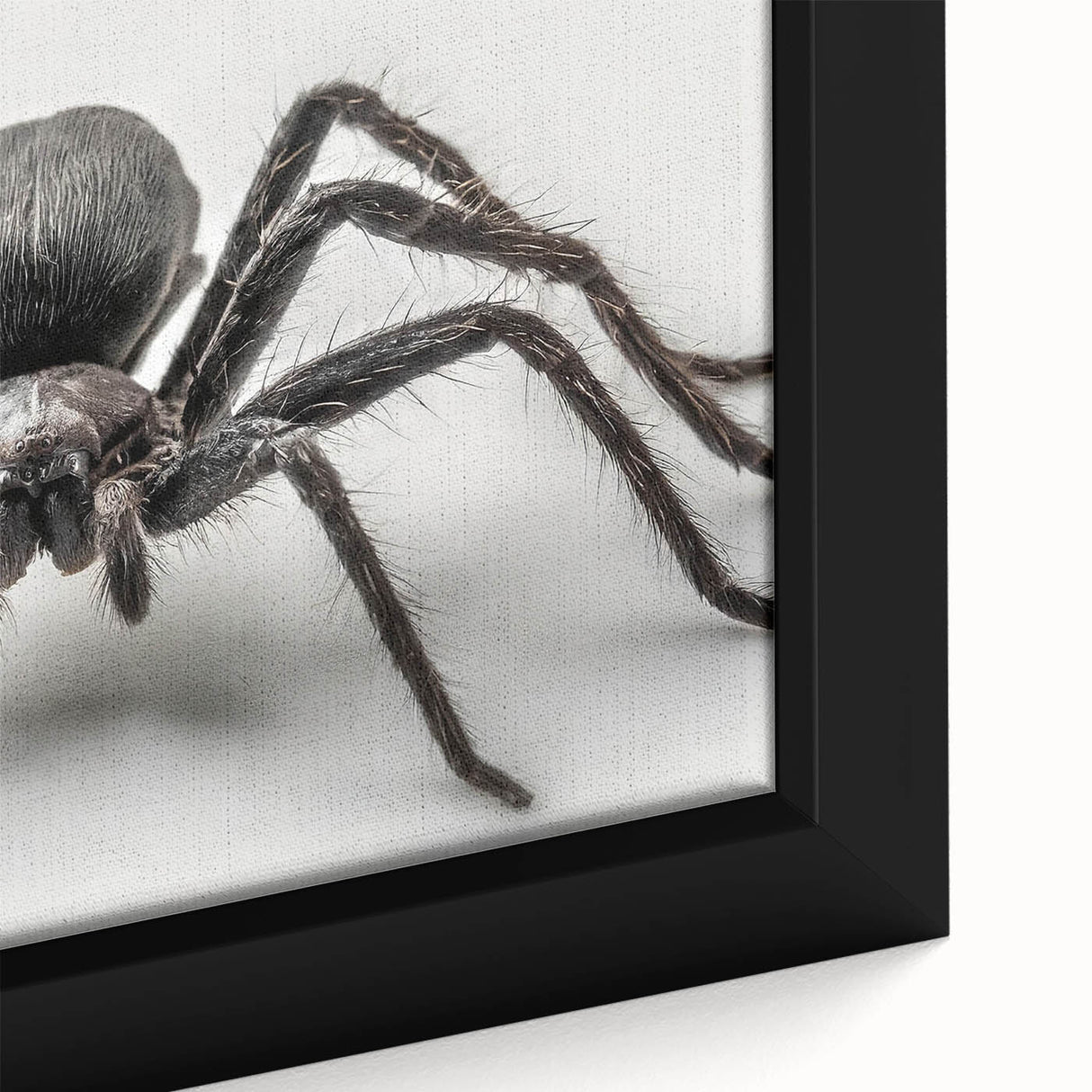 Framed wall art showcasing a close-up of a detailed spider design, highlighting intricate textures and vibrant colors, perfect for nature-themed decor.