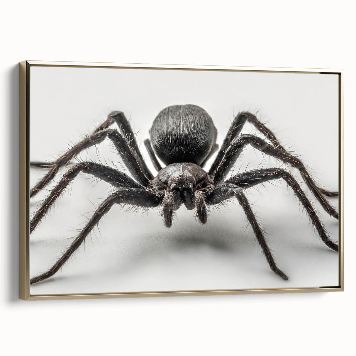 Framed wall art collection showcasing intricate insect and arachnid spider designs in gold tones. The canvas features detailed illustrations, perfect for nature enthusiasts.