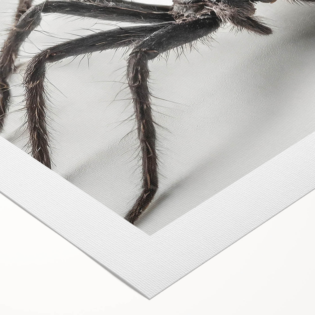 Rolled canvas artwork showcasing an intricate design of insects and arachnids, featuring vivid colors and detailed illustrations, perfect for nature enthusiasts' decor.