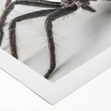 Rolled canvas artwork showcasing an intricate design of insects and arachnids, featuring vivid colors and detailed illustrations, perfect for nature enthusiasts' decor.