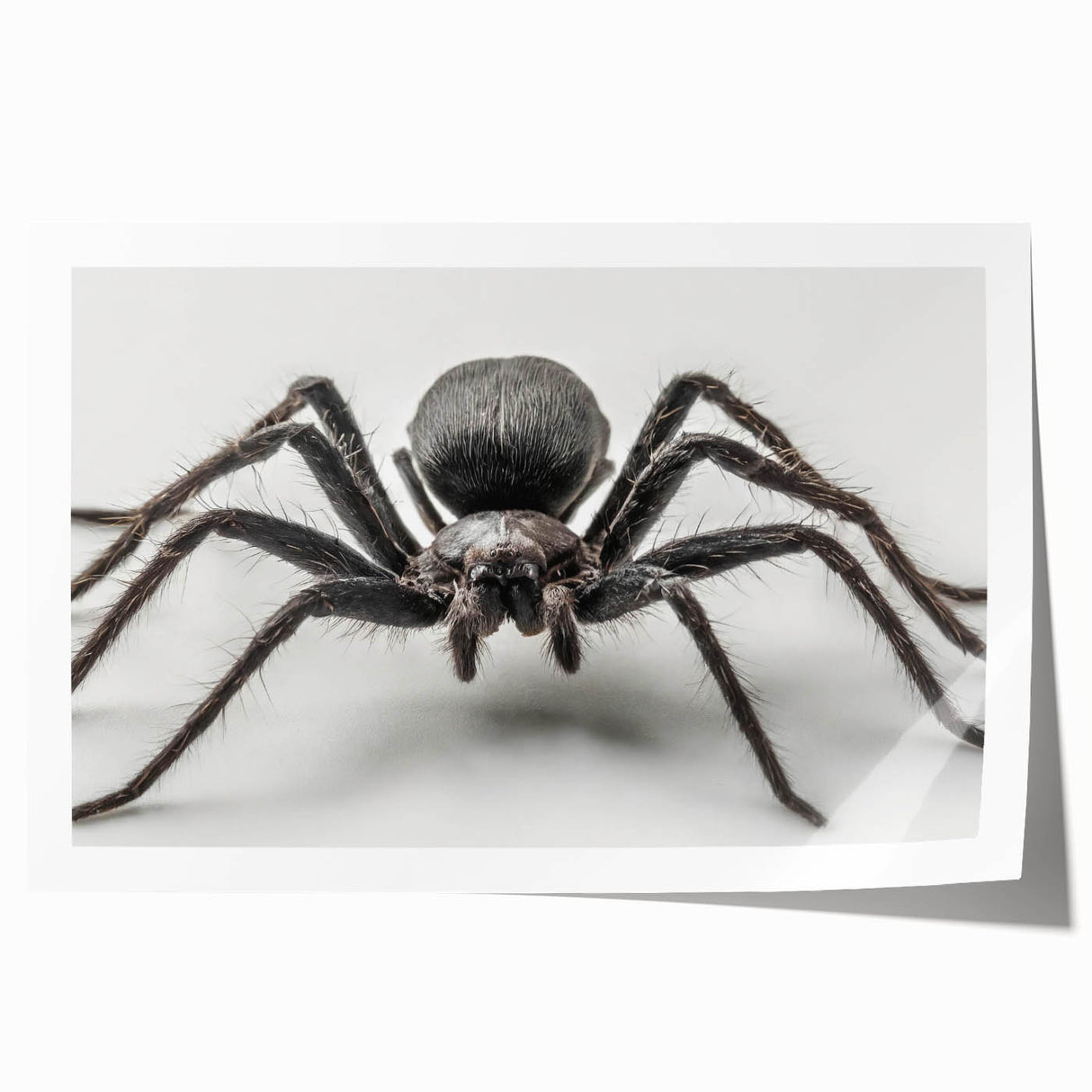 Stylish wall art print showcasing a detailed insect and arachnid spider design, expertly rendered in vibrant colors, perfect for nature enthusiasts and home decor.