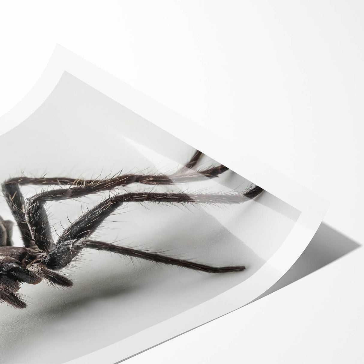 Intricate wall art print showcasing a detailed insect and arachnid design featuring spiders, beautifully rolled up for easy display and storage, perfect for nature enthusiasts.