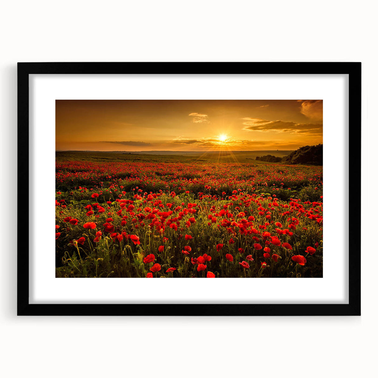 Framed wall art collection showcasing a serene landscape of grassy fields, presented in a sleek black frame with a mat, ideal for enhancing modern decor.