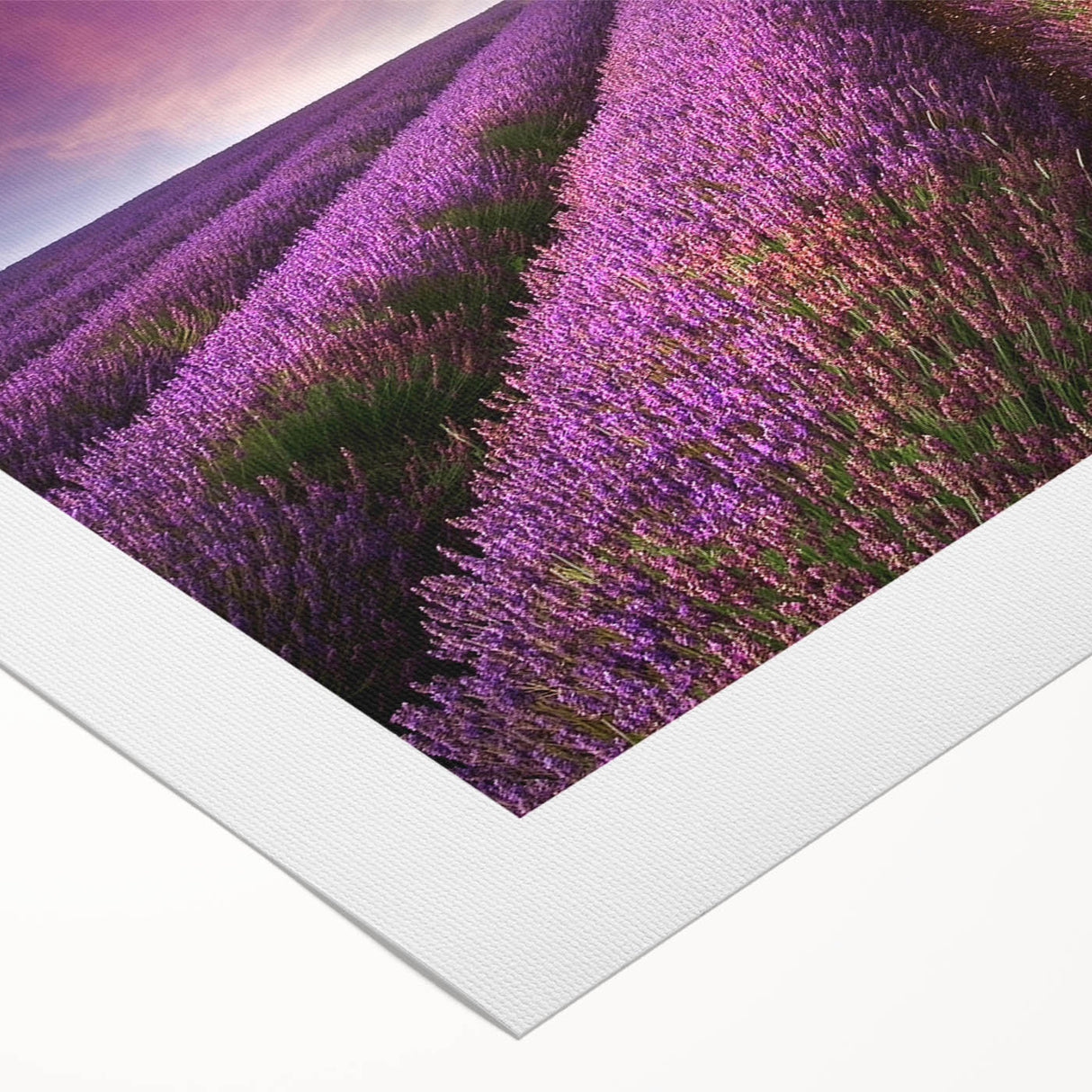 Rolled canvas showcasing a vibrant landscape field design in warm tones, ideal for home decor, featuring a textured surface and packaged securely in a tube.