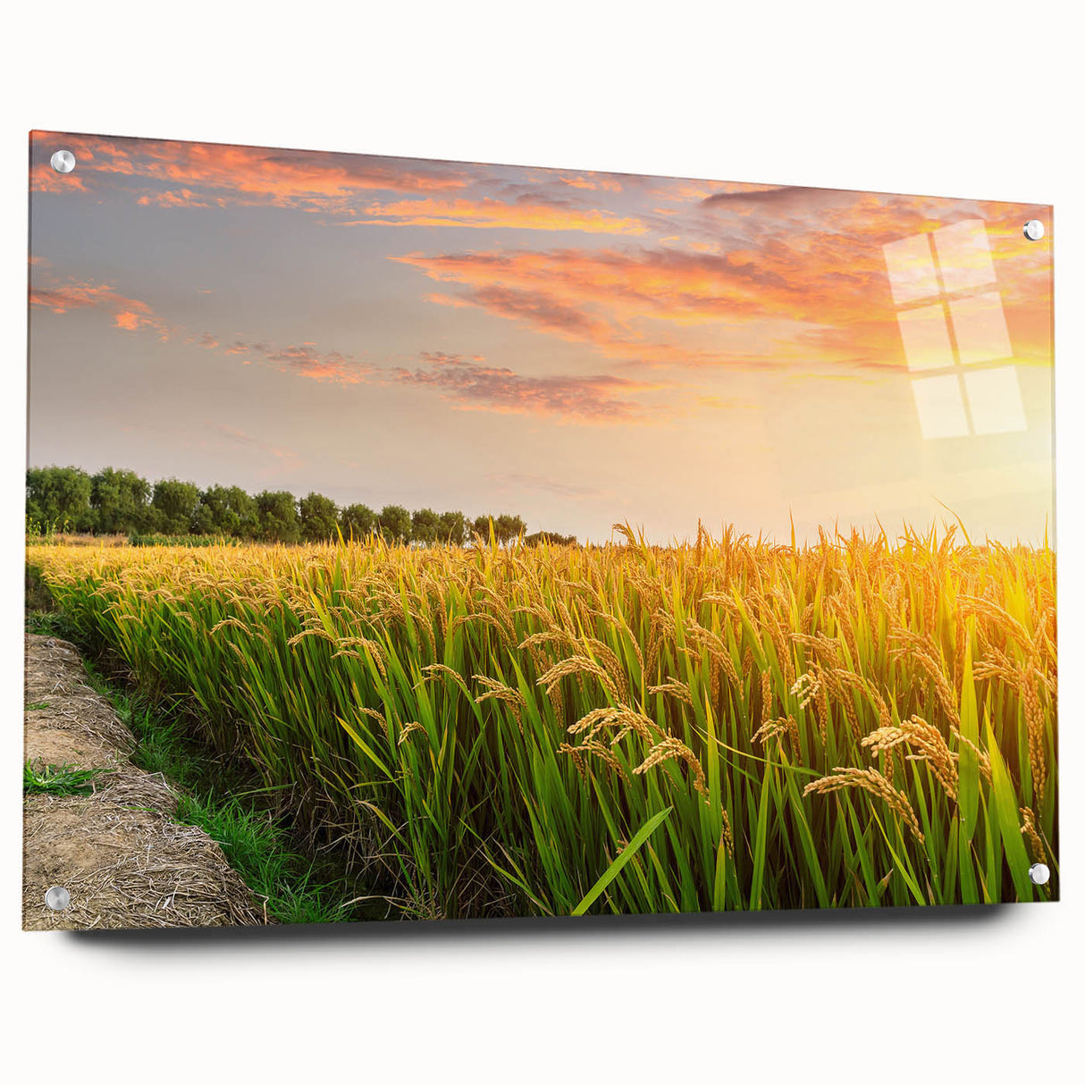 Acrylic glass wall art collection showcasing a vibrant landscape of fields, displayed side view with decorative pins. Ideal for enhancing home decor.