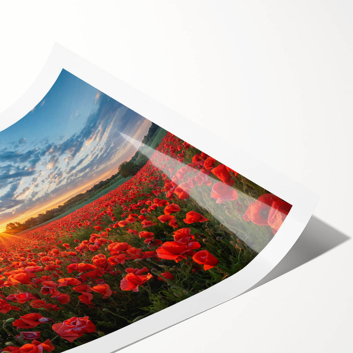 Vibrant rolled print of a serene landscape featuring golden fields under a blue sky, ideal for home decor. Perfect for art enthusiasts seeking nature-inspired wall art.