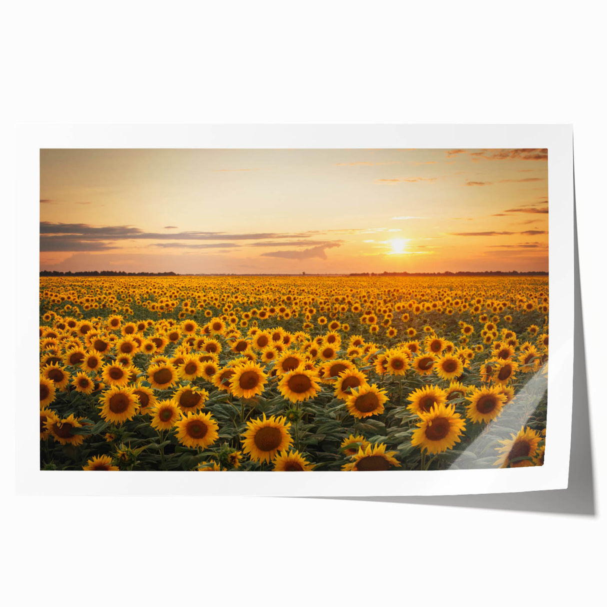 Vibrant rolled print of a serene landscape featuring lush green fields and a clear blue sky, perfect for home decor. Packaged securely in a cardboard tube for safe delivery.