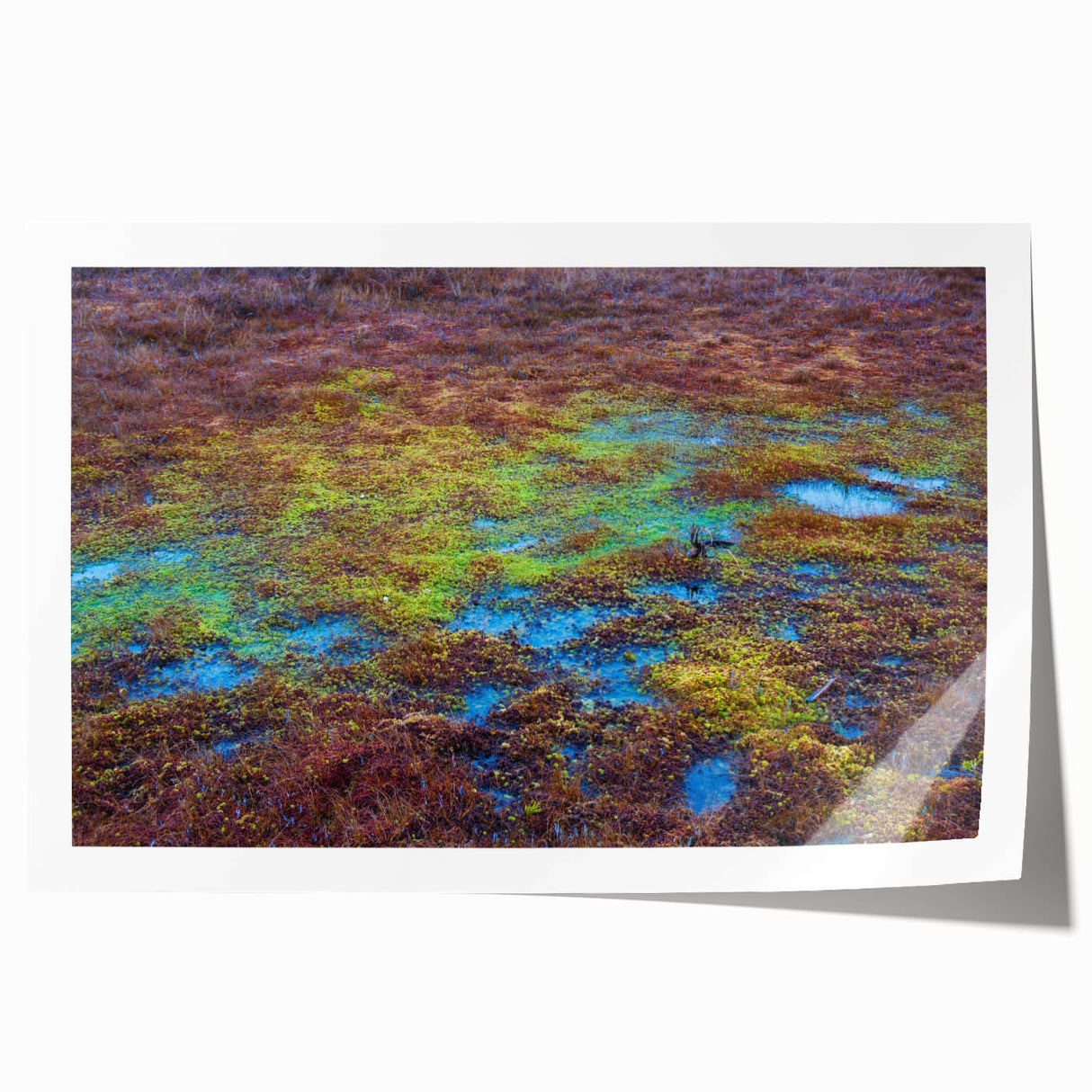 Lush marsh landscape wall art print showcasing vibrant greens and serene water reflections, rolled for easy display and shipping in a protective tube.