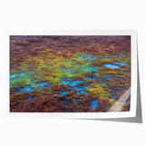 Lush marsh landscape wall art print showcasing vibrant greens and serene water reflections, rolled for easy display and shipping in a protective tube.
