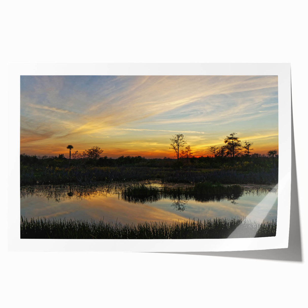 Vibrant rolled print showcasing a serene marsh landscape with lush greenery and a tranquil swamp scene, perfect for nature-inspired wall decor.