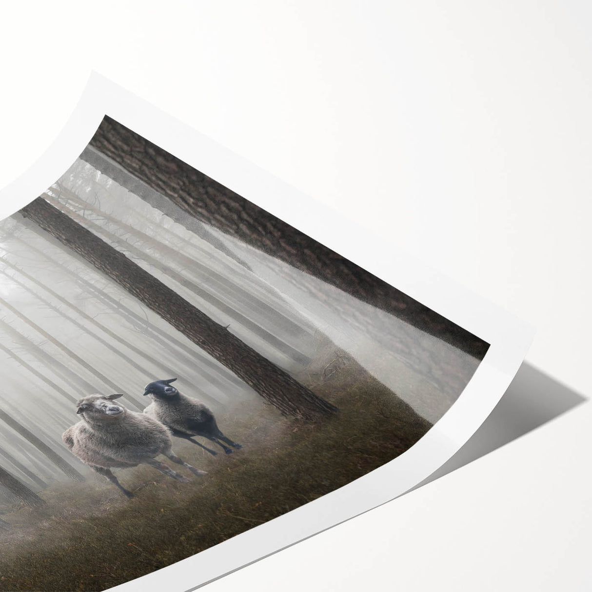 Rolled print of a serene landscape featuring misty fog over lush green hills, ideal for home decor. Comes rolled for easy framing and display.