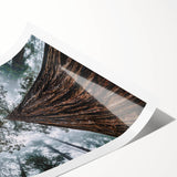 Stunning landscape wall art print showcasing a serene misty forest scene with soft fog enveloping tall trees, perfect for adding tranquility to any space.