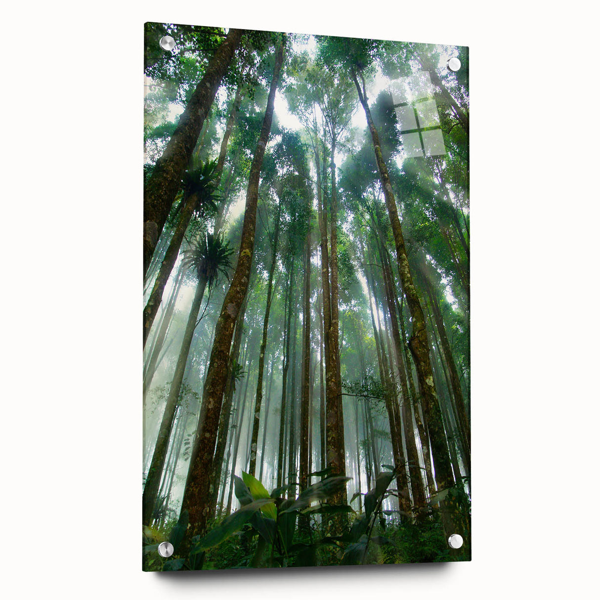 Acrylic glass wall art displaying a vibrant rainforest landscape design, showcasing vivid greens and blues with intricate details, featuring a side view with pins for easy hanging. Perfect for adding a lively touch to home decor.