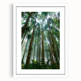 Framed wall art piece showcasing a vibrant rainforest landscape with lush greenery and dramatic light, presented in a sleek white frame with a mat for an elegant finish. Perfect for nature enthusiasts looking to enhance their home decor with tropical aesthetics.