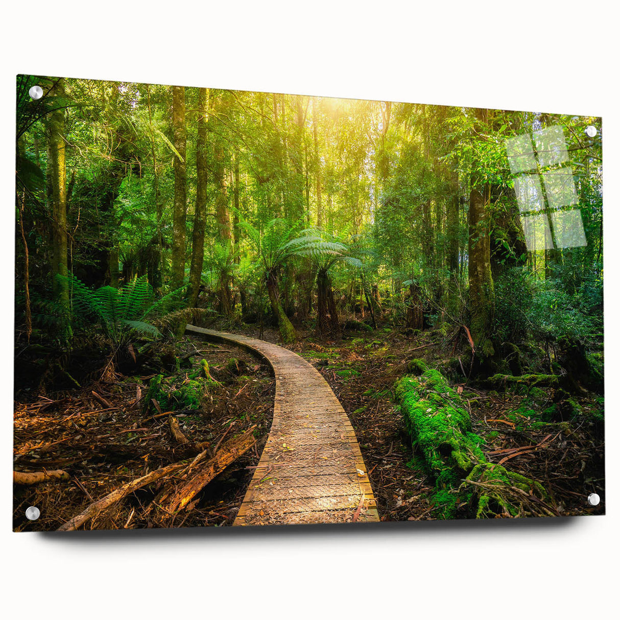 Acrylic glass wall art showcasing vibrant rainforest landscape design, framed with pins for secure display, ideal for nature-inspired decor.