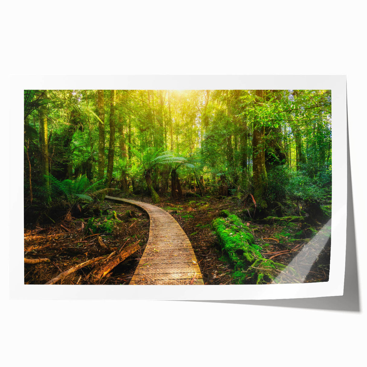 Vibrant rainforest landscape art print showcasing lush greenery and tropical flora, rolled for easy transport and display, perfect for home decor.