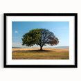 Framed wall art featuring a serene landscape with trees, displayed in a sleek black frame with a mat, perfect for modern home decor. Ideal for nature enthusiasts and art lovers.