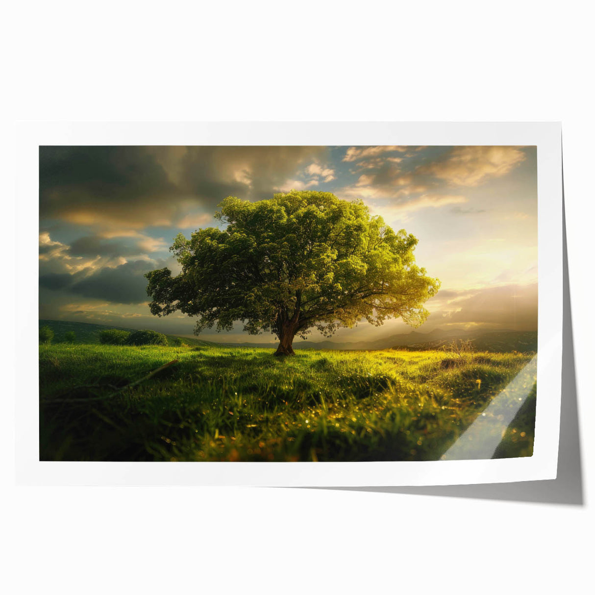 Rolled print of a serene landscape featuring tall, leafy trees against a soft sunset backdrop, ideal for home decor and nature-themed art collections.