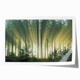 Rolled print showcasing a vibrant landscape with lush green trees and a serene sky, designed for wall art enthusiasts. Perfect for home decor or art collection.