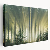 Stretched canvas wall art showcasing a serene landscape with tall trees and vibrant greenery, designed to enhance interior decor with natural beauty.