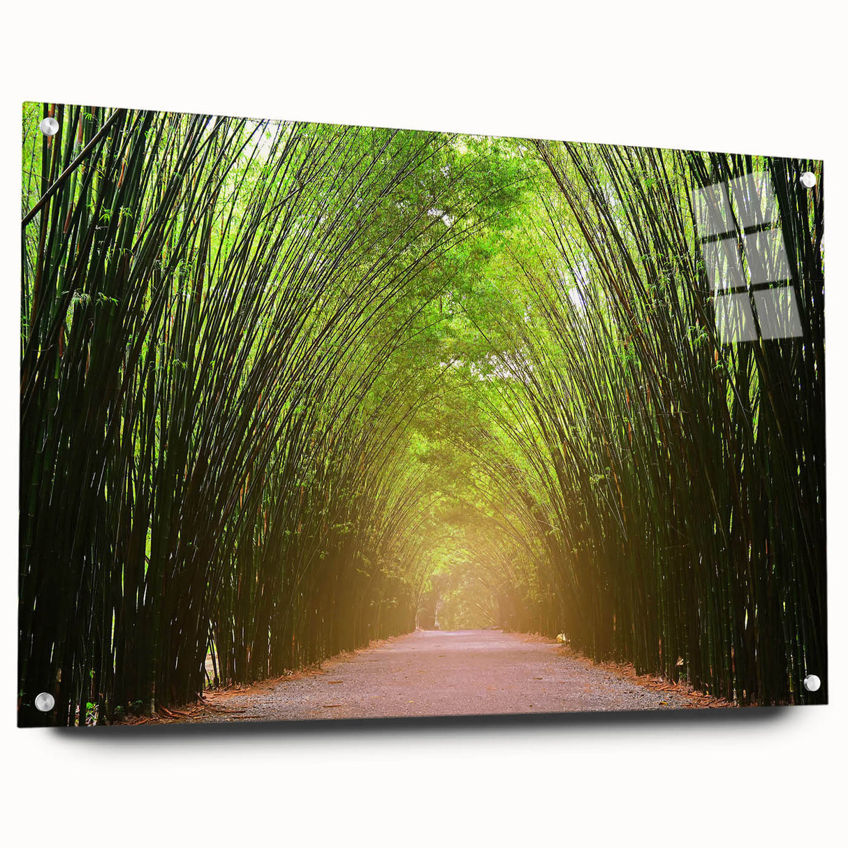 Acrylic glass wall art collection showcasing a side view of a tree landscape design, highlighting vibrant colors and intricate details, ideal for modern home decor.