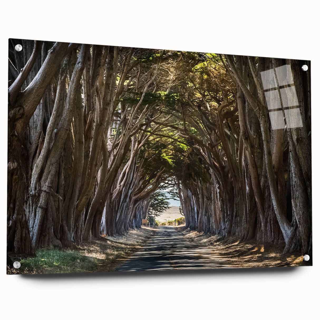 Acrylic glass wall art featuring a vibrant landscape design with trees, displayed in a side view, showcasing its sleek edges and pin mounting for easy installation. Perfect for enhancing modern decor with nature-inspired aesthetics.