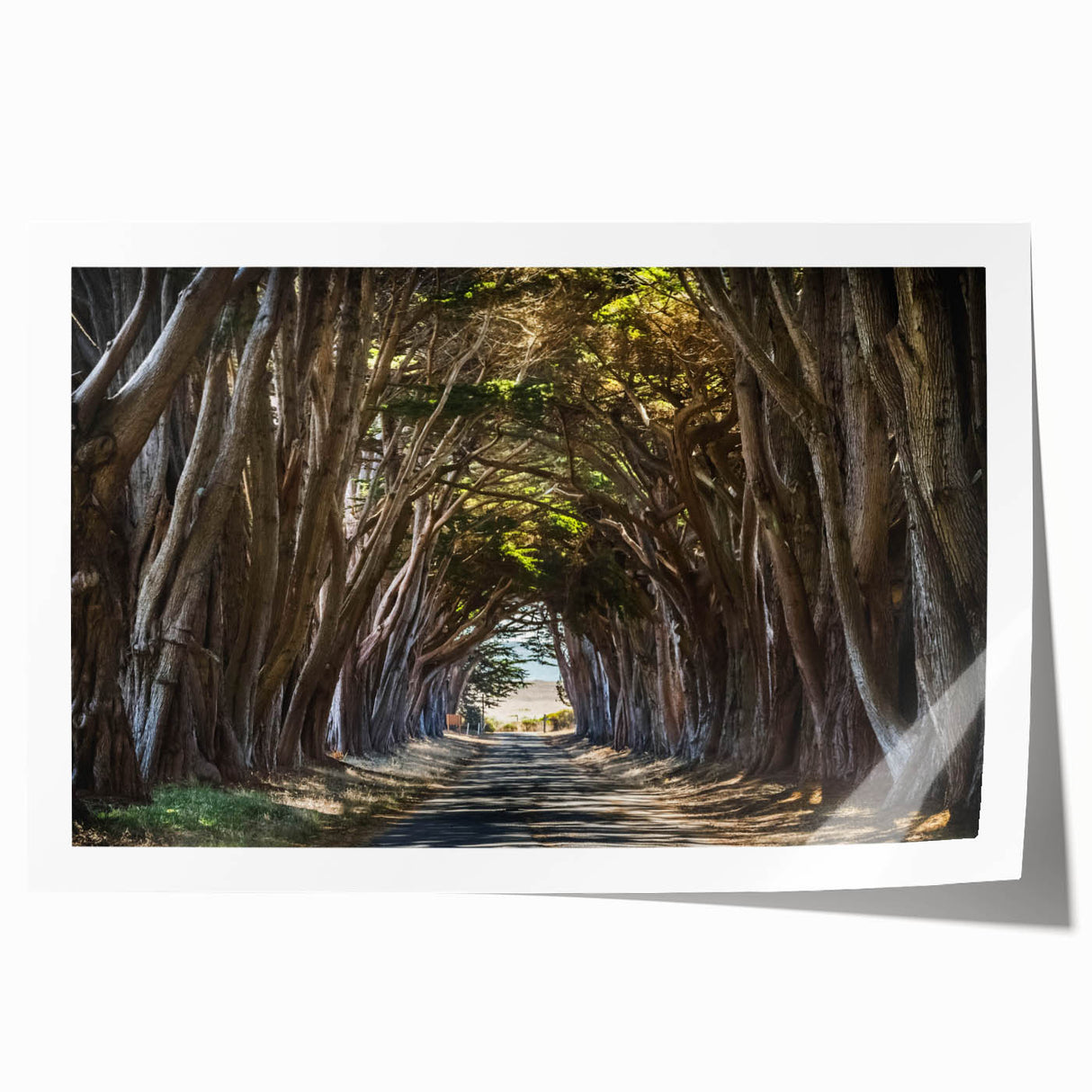 Vibrant rolled print of a serene landscape featuring lush green trees in a calming forest setting, ideal for home decor or office art displays. Perfect for nature lovers and interior design enthusiasts.