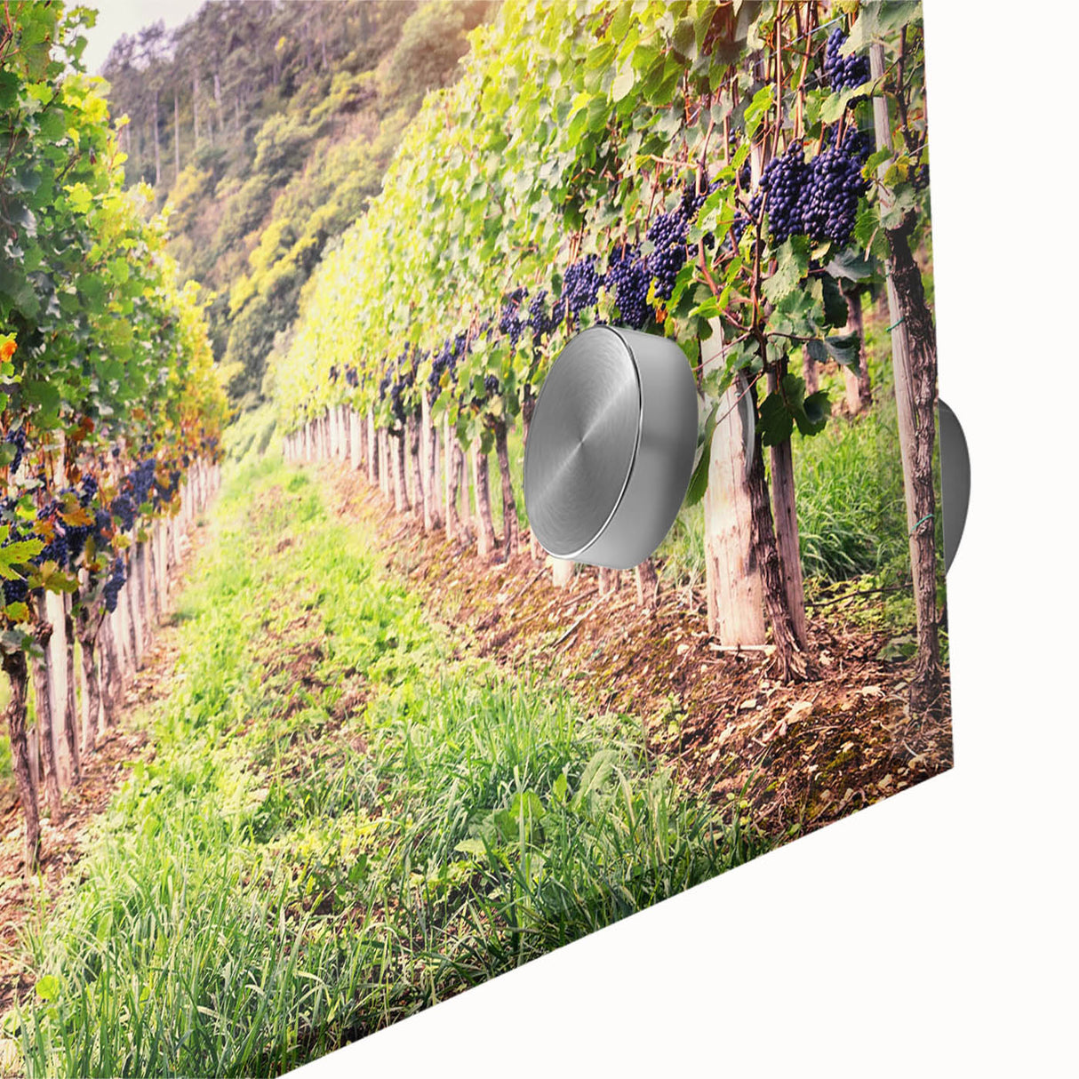 Close-up of a vibrant acrylic glass wall art piece featuring a picturesque vineyard landscape, showcasing lush green vines and rolling hills under a clear blue sky. Perfect for enhancing home decor with a touch of nature's beauty.
