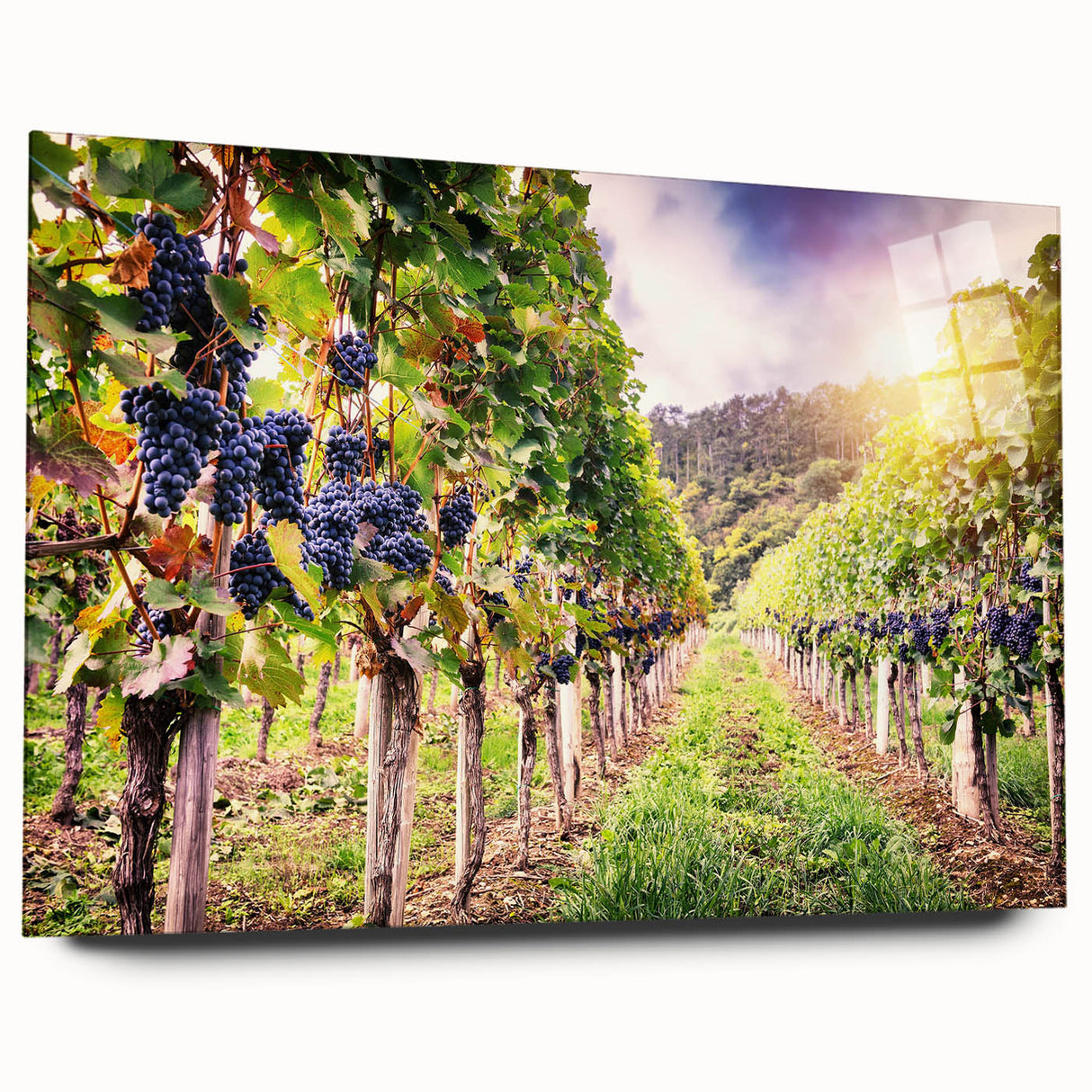 Acrylic glass wall art collection showcasing a vibrant vineyard landscape design, viewed from the side with a sleek finish, perfect for home decor.