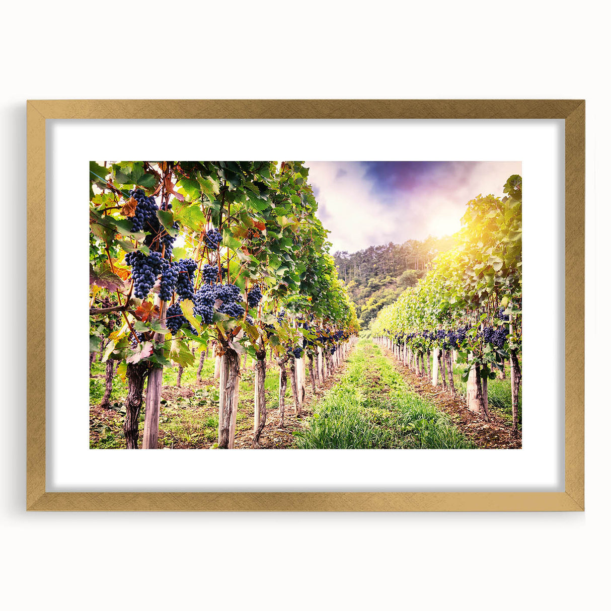 Framed wall art showcasing a vibrant vineyard landscape design with gold matting, perfect for adding elegance and warmth to any room decor.