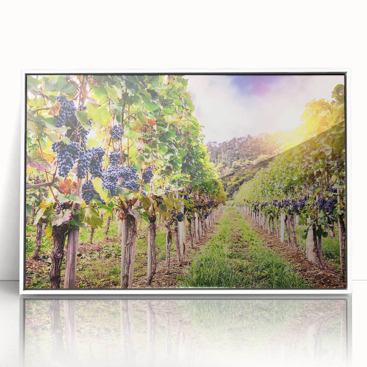 Framed acrylic wall art showcasing a vibrant vineyard landscape with lush green vines and rolling hills, presented in a sleek white frame, ideal for home decor.