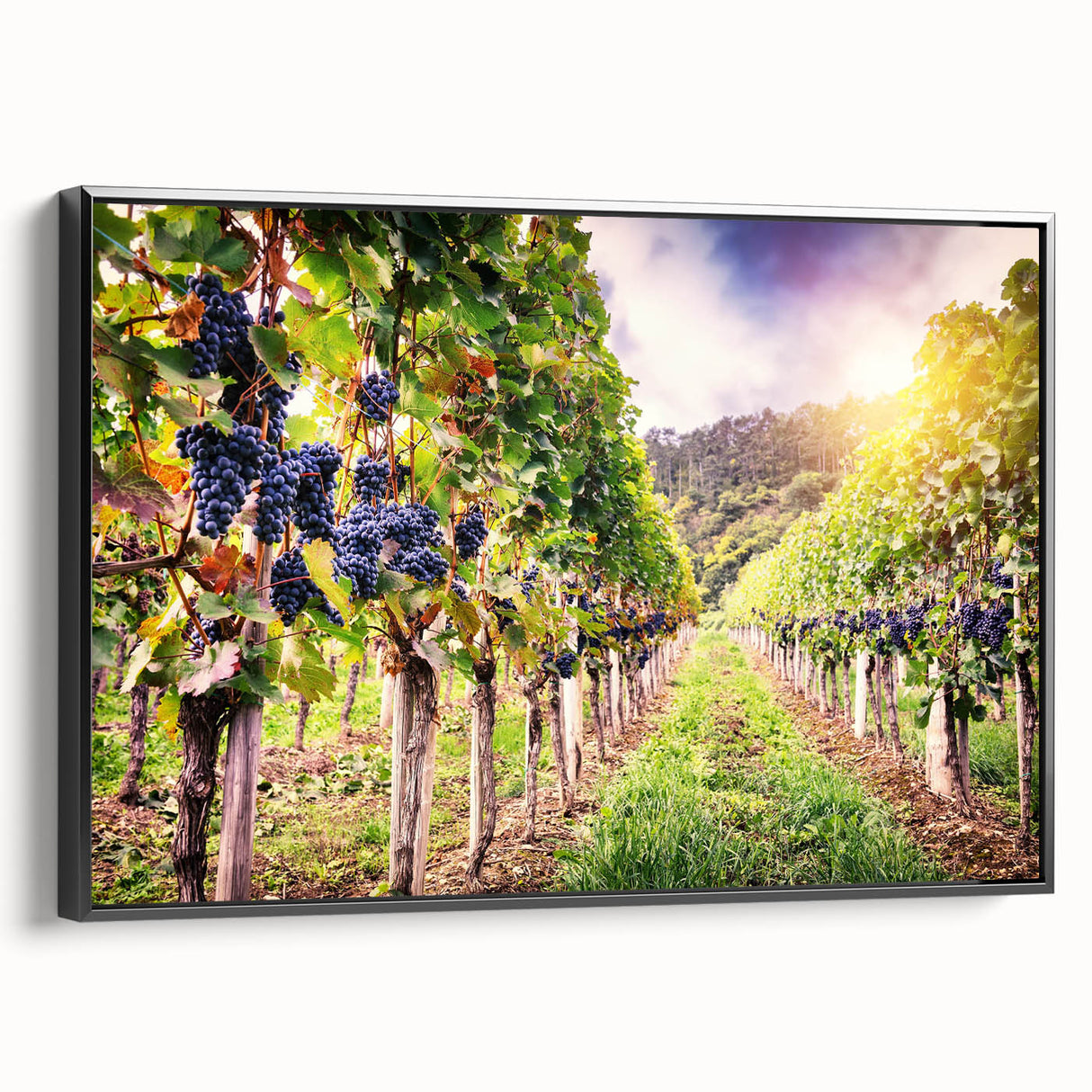 Framed canvas wall art showcasing a picturesque vineyard landscape design, featuring lush green grapevines and rolling hills, presented in a sleek black frame. This elegant piece adds a touch of sophistication to any decor, perfect for wine enthusiasts and nature lovers.