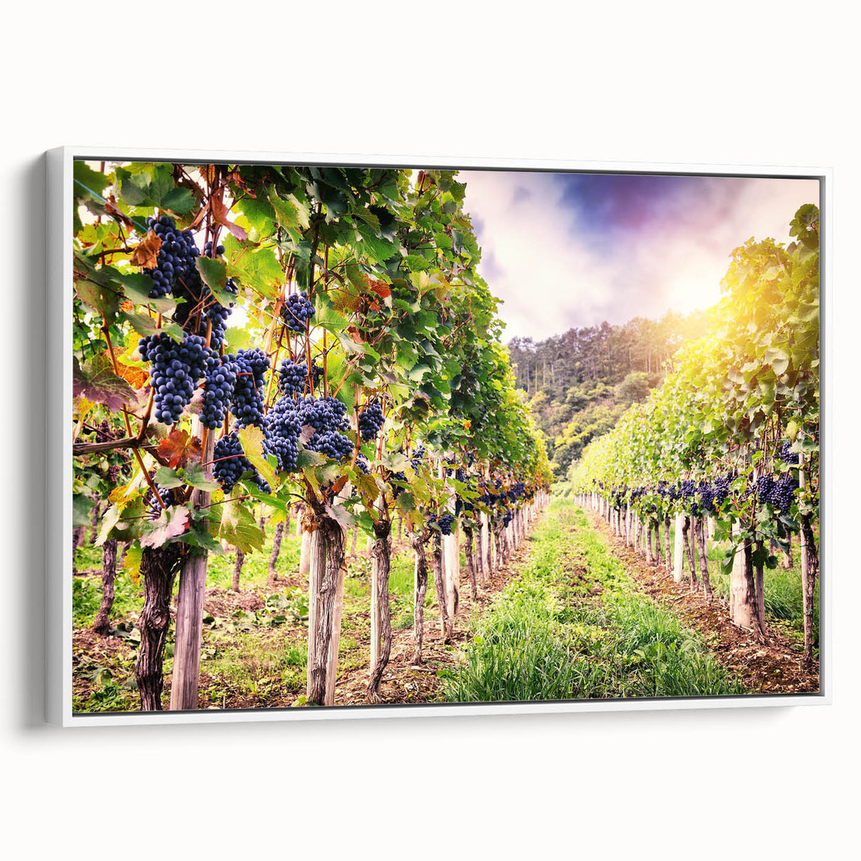 Framed canvas wall art showcasing a picturesque vineyard landscape design, featuring lush green vines and rolling hills, perfect for enhancing home decor.