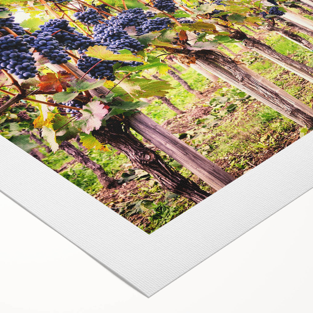 Vibrant rolled canvas wall art depicting a scenic vineyard landscape, featuring lush green vines and rolling hills under a clear blue sky, ideal for home decor.