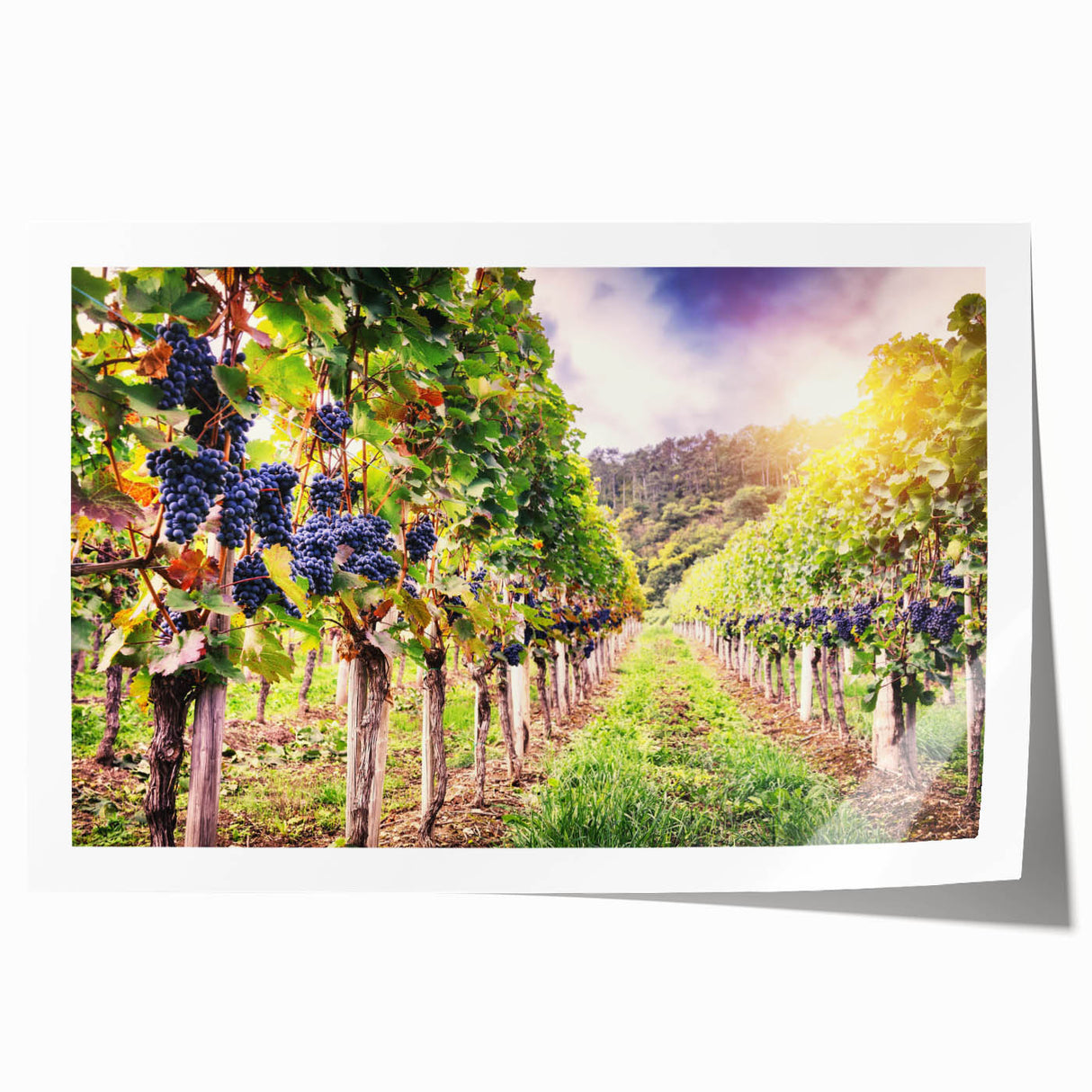 Stunning vineyard landscape wall art print showcasing lush green vines and rolling hills, perfect for home decor or wine-themed spaces, rolled for easy framing.