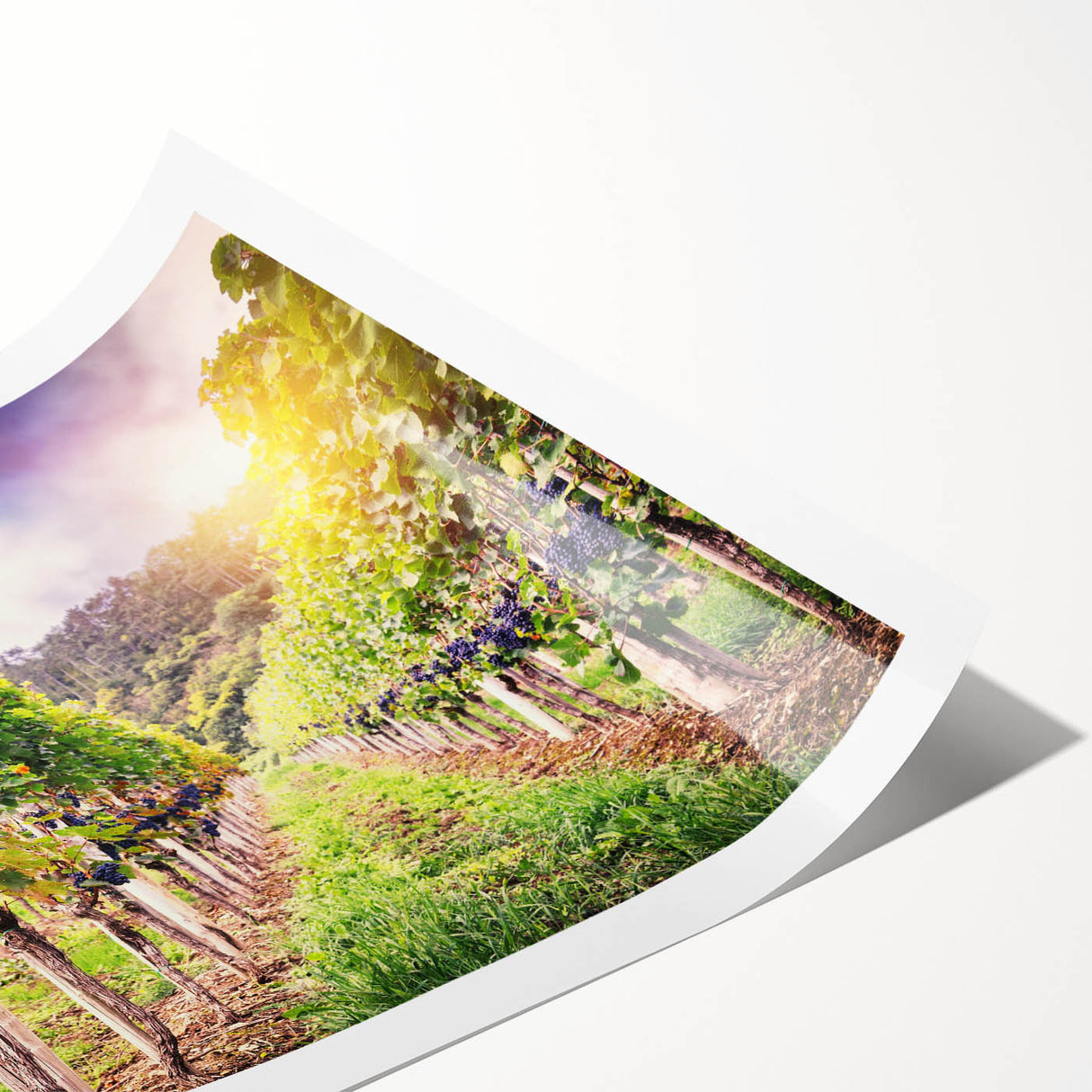 Vibrant vineyard landscape wall art print showcasing lush green grapevines under a clear blue sky, perfect for home decor and wine enthusiasts.
