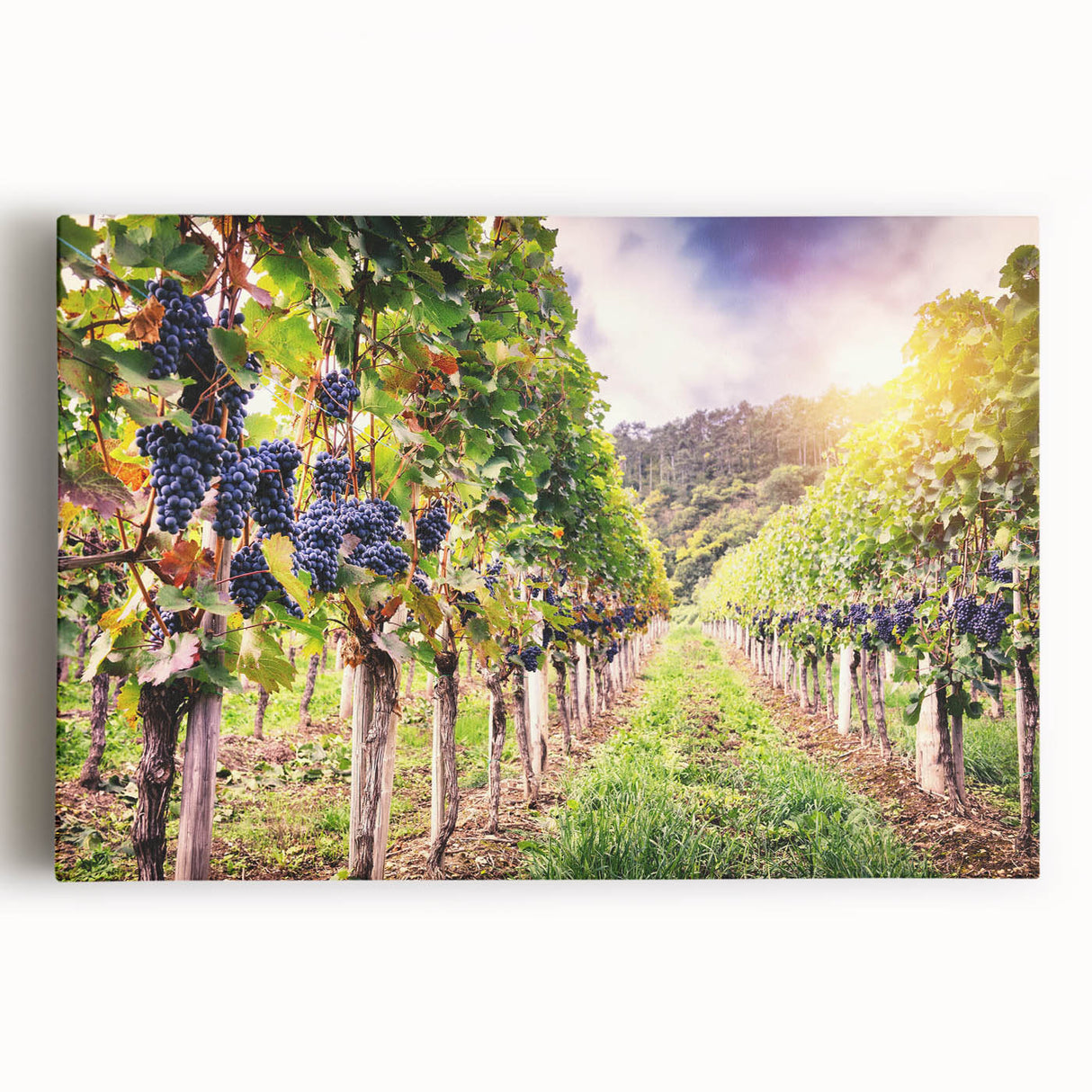 Stretched canvas artwork showcasing a vibrant vineyard landscape with lush green grapevines and rolling hills, perfect for home decor and wine enthusiasts.