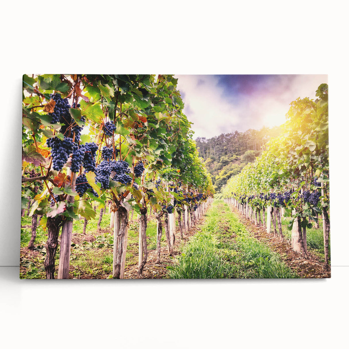 Stretched canvas wall art showcasing a serene vineyard landscape with lush green vines and rolling hills, perfect for adding a touch of nature to home decor.