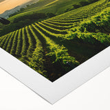 Vibrant vineyard landscape wall art printed on rolled canvas, showcasing lush green grapevines under a clear blue sky, ideal for home decor enthusiasts.