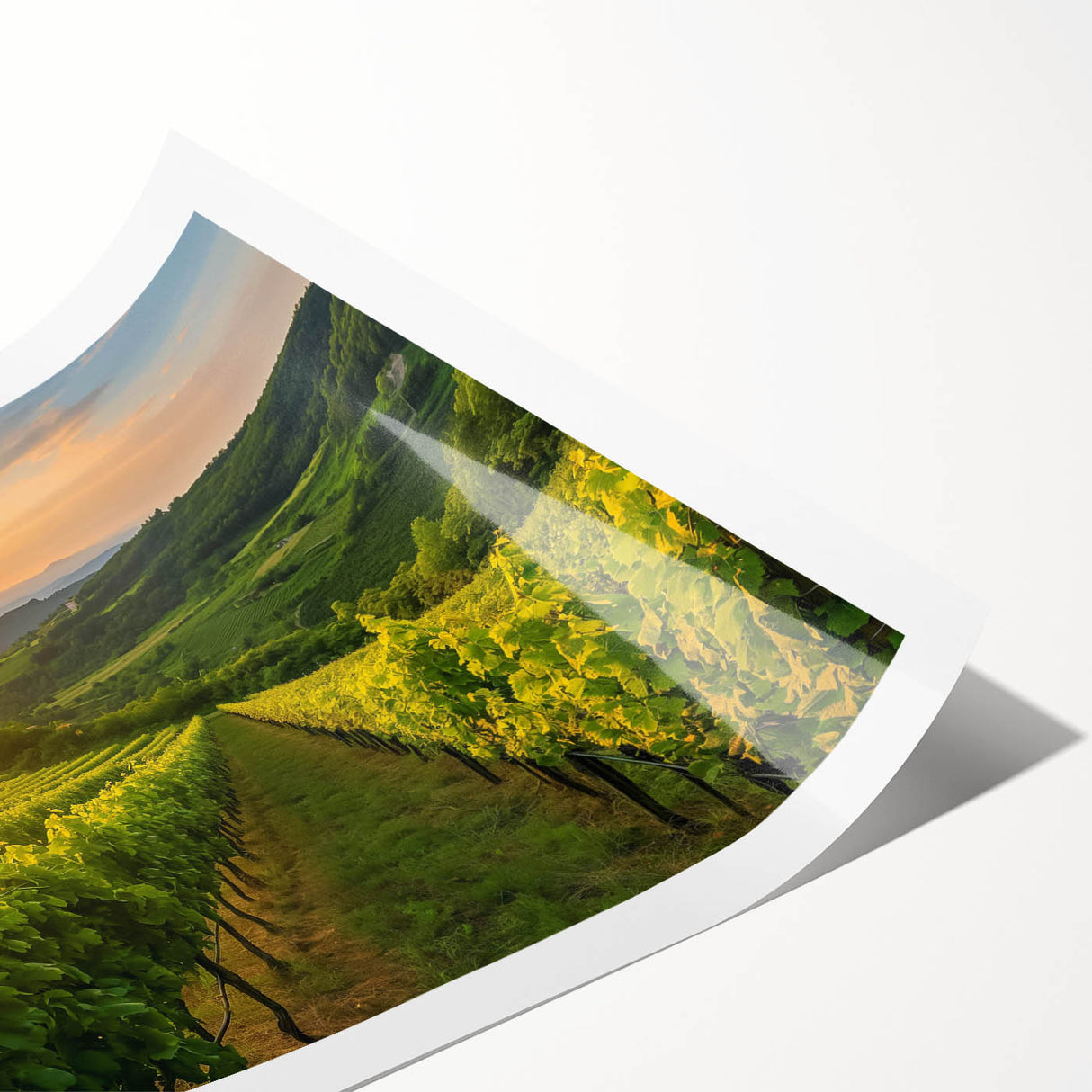 Vibrant landscape vineyard wall art print showcasing lush green vines and rolling hills, elegantly rolled for easy framing and display in home decor.
